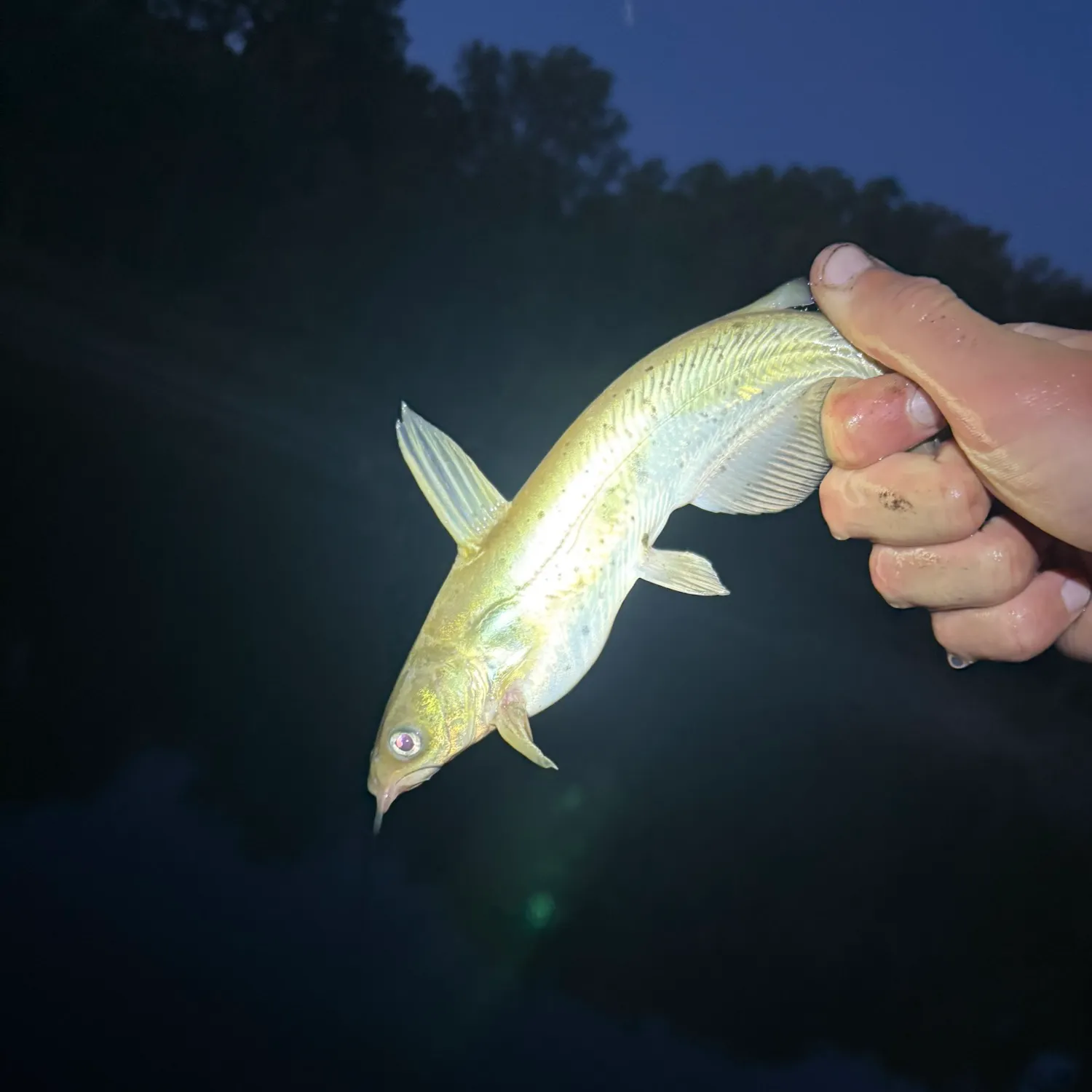Channel catfish caught on Fishbrain