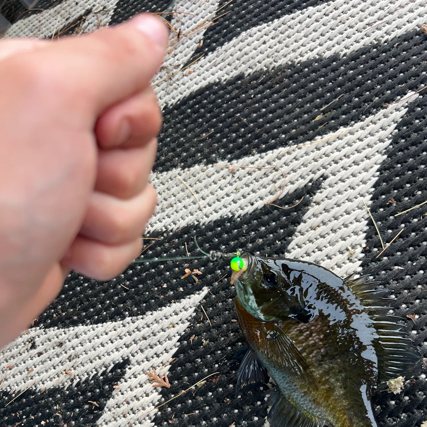 recently logged catches