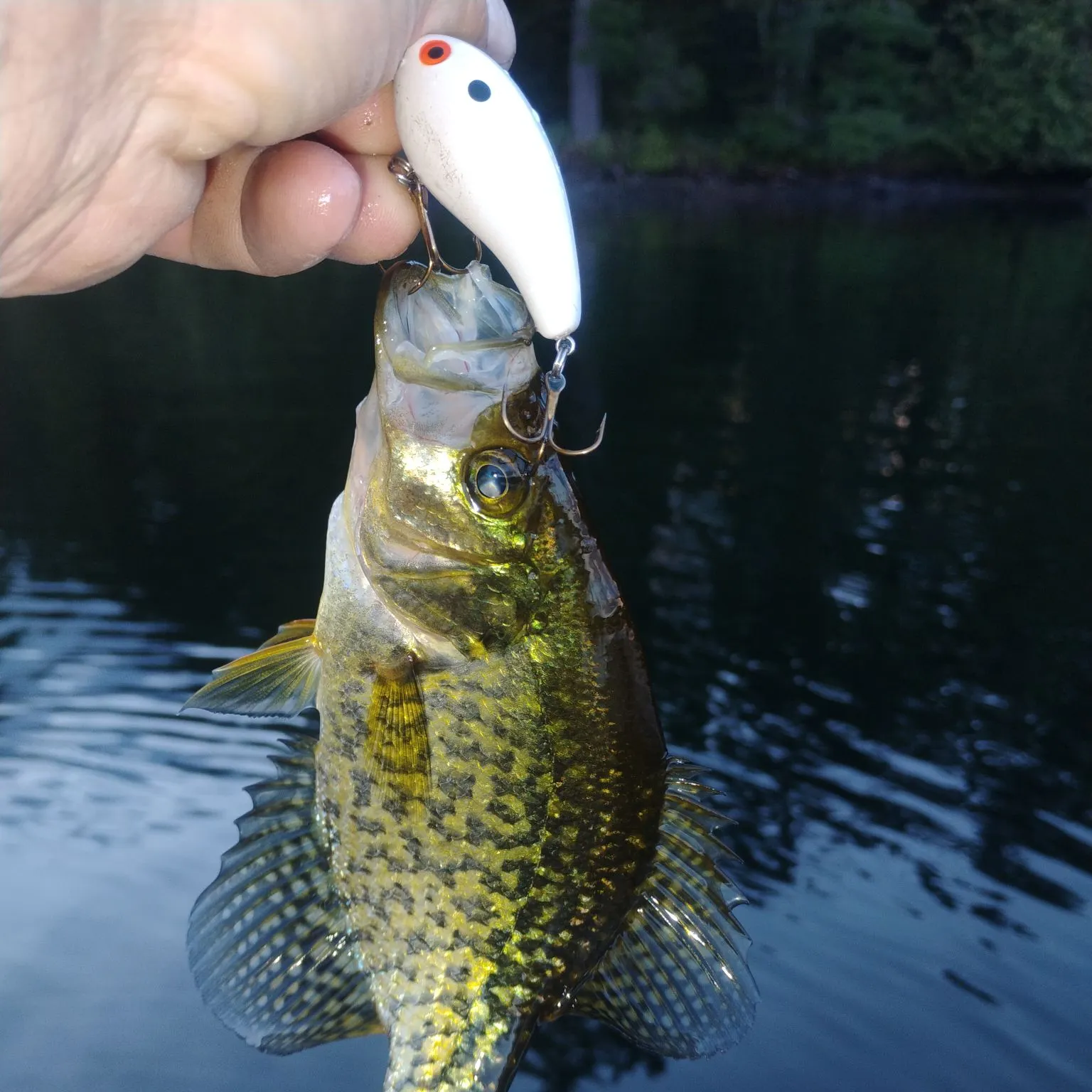 Black crappie caught on Fishbrain