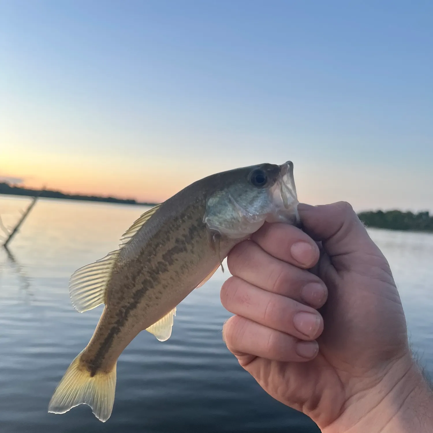 Largemouth bass caught on Fishbrain