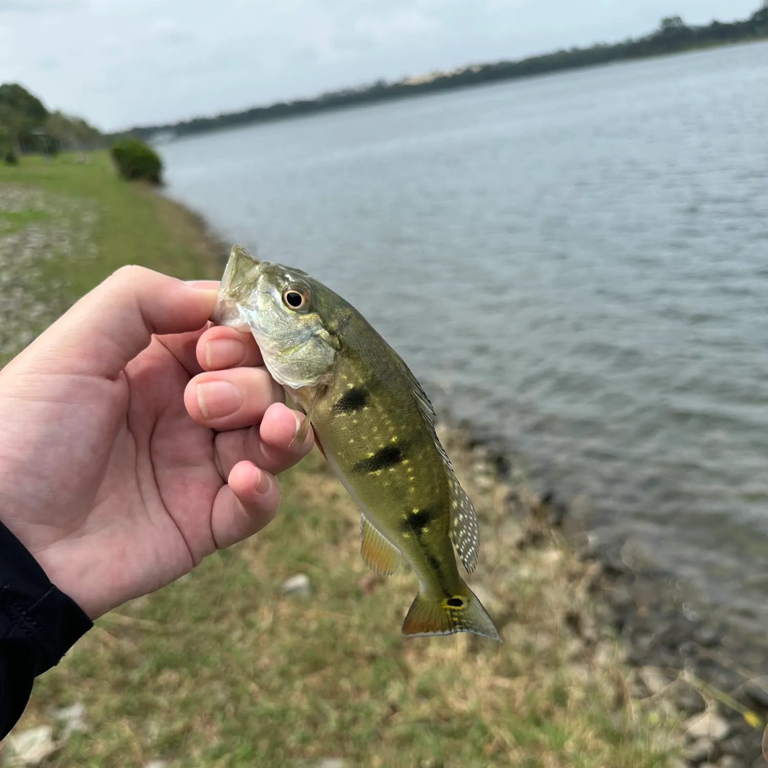 The most recent Speckled peacock bass catches on Fishbrain