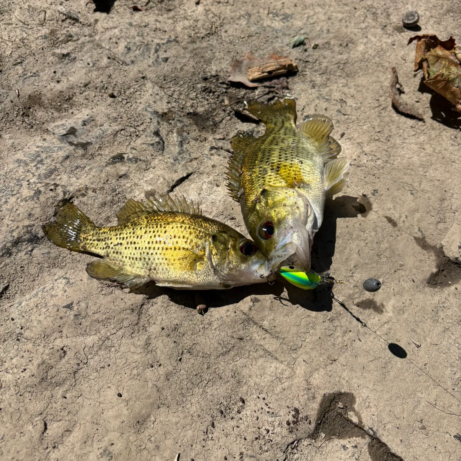 Rock bass caught on Fishbrain
