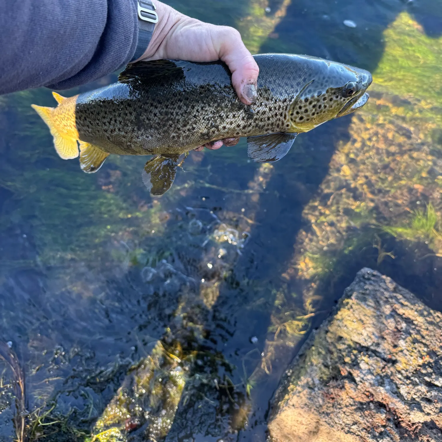 Fish caught on Fishbrain
