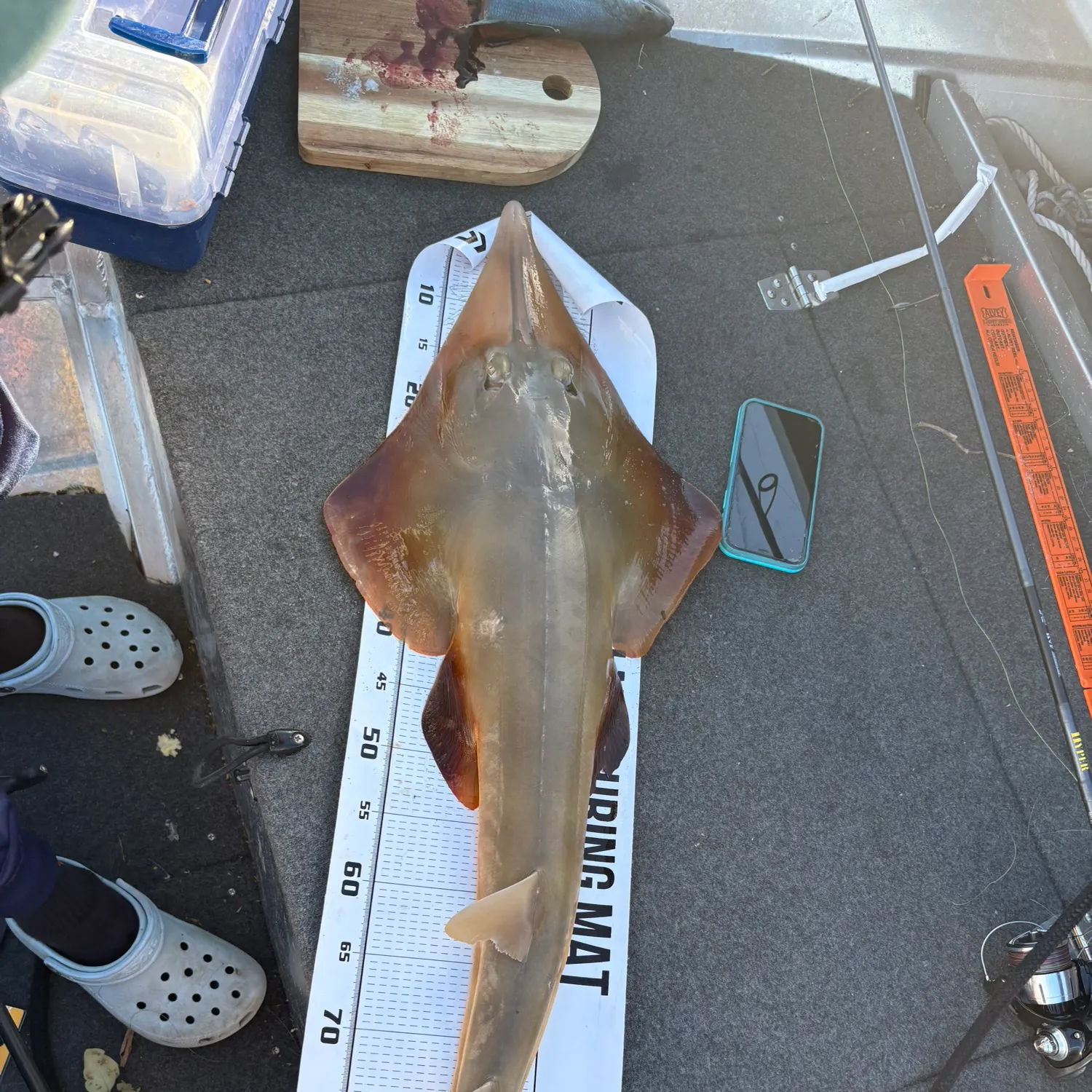 The most recent Giant guitarfish catches on Fishbrain