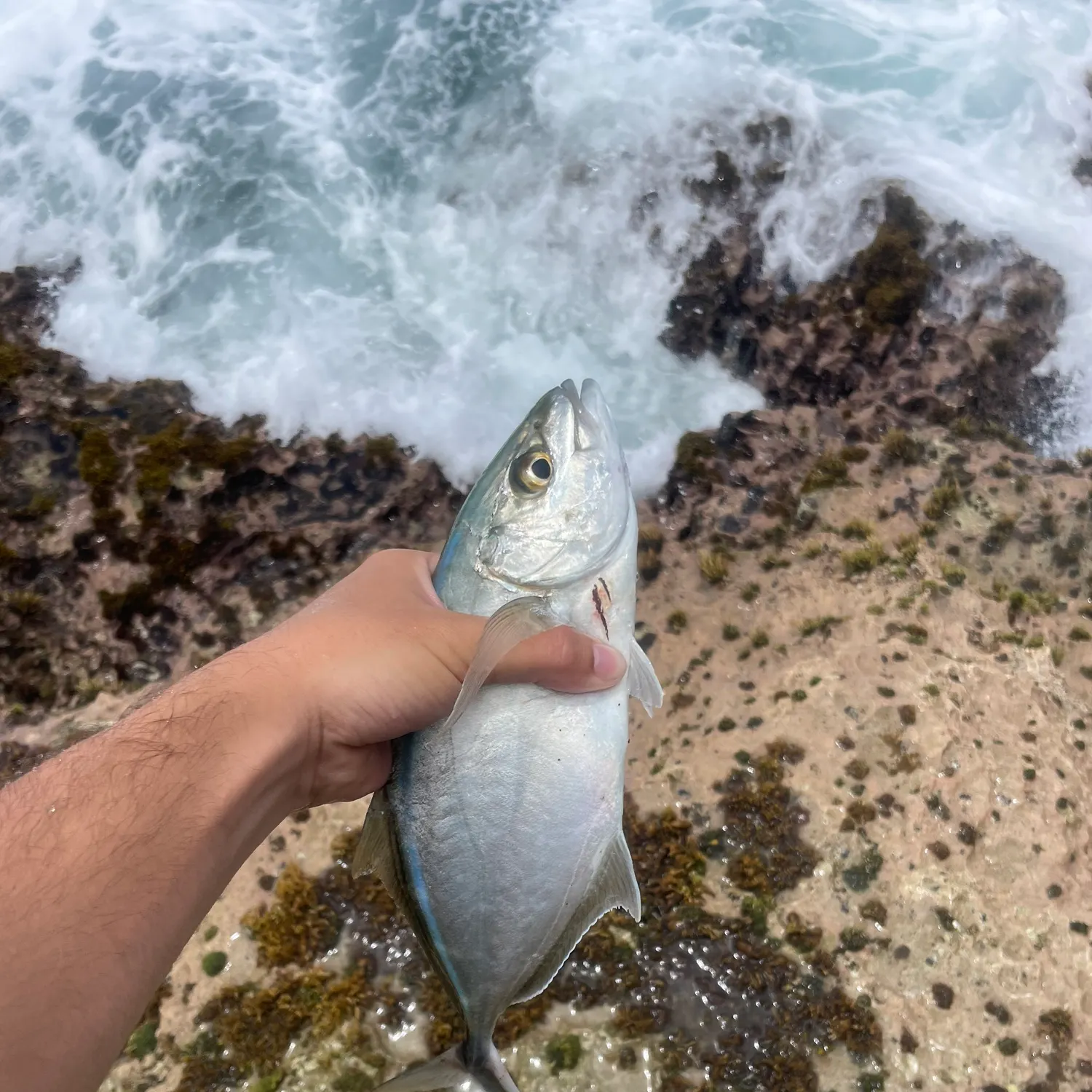 most liked catch image