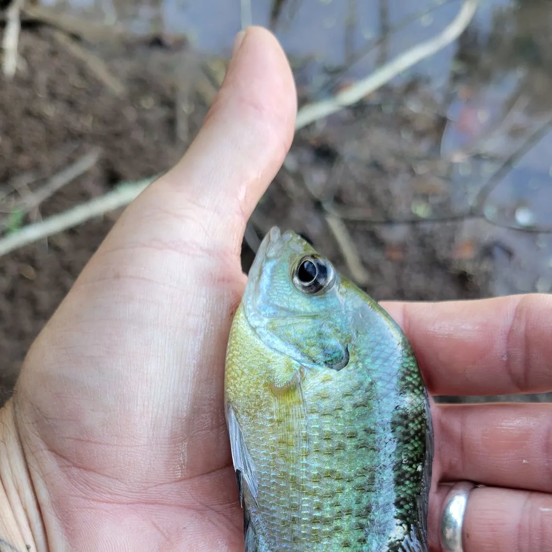 Bluegill caught on Fishbrain