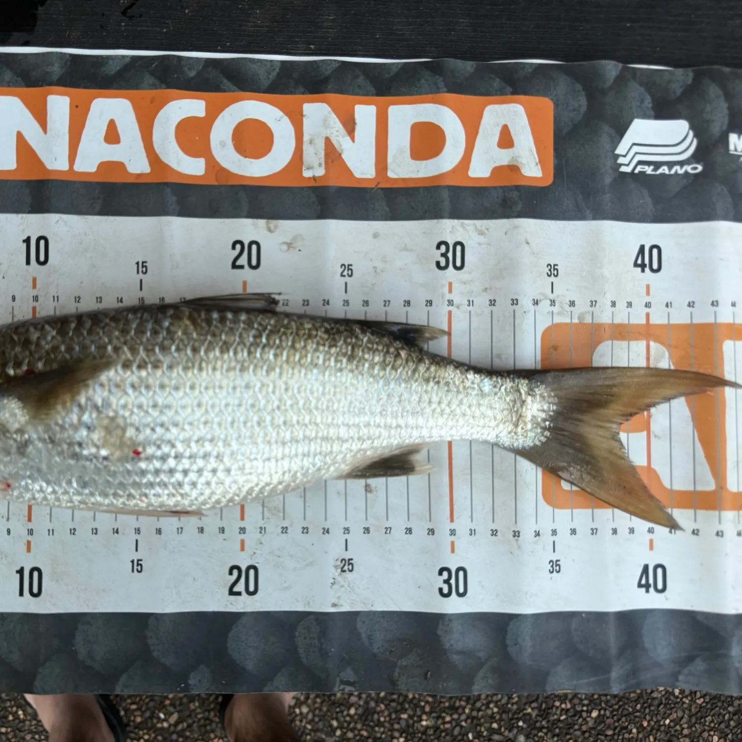 The most recent Largescale mullet catches on Fishbrain