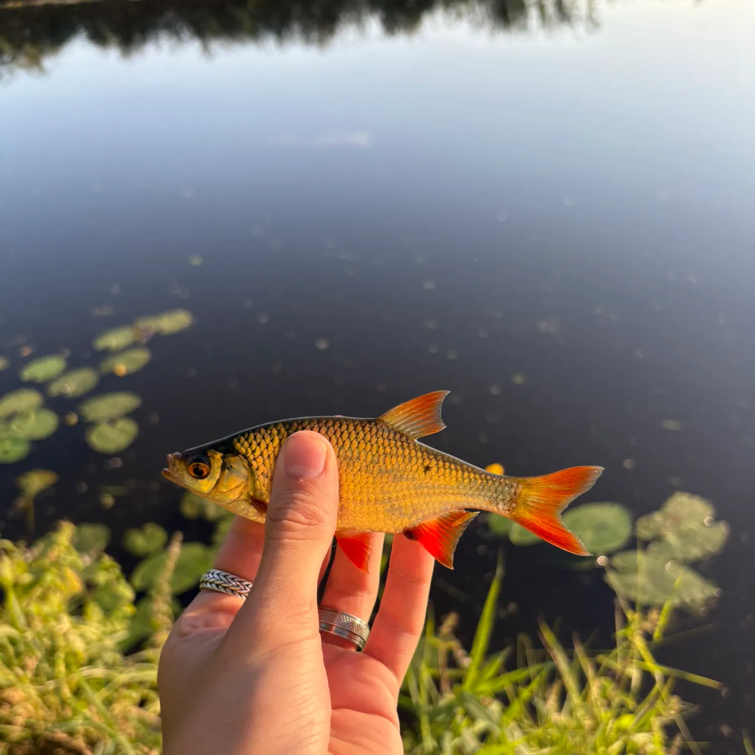 Common rudd caught on Fishbrain