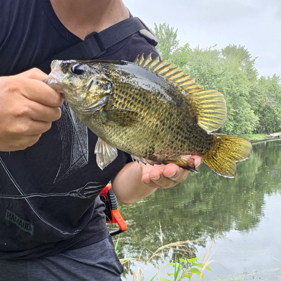 Rock bass caught on Fishbrain