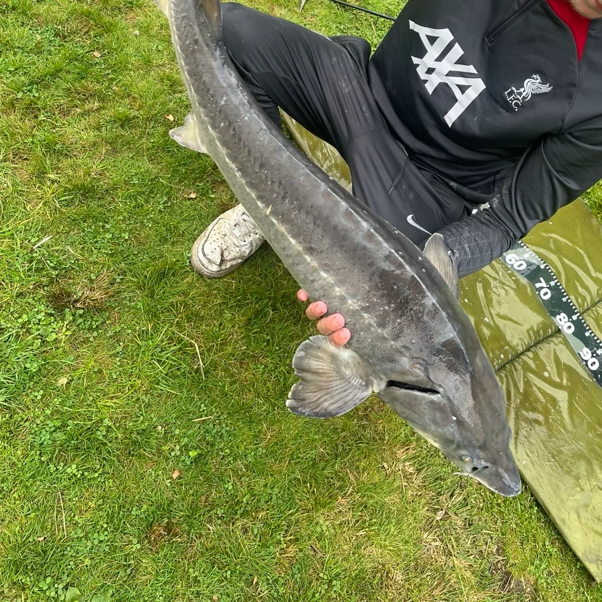Siberian sturgeon caught on Fishbrain