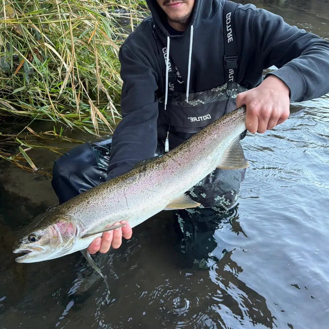 Steelhead caught on Fishbrain