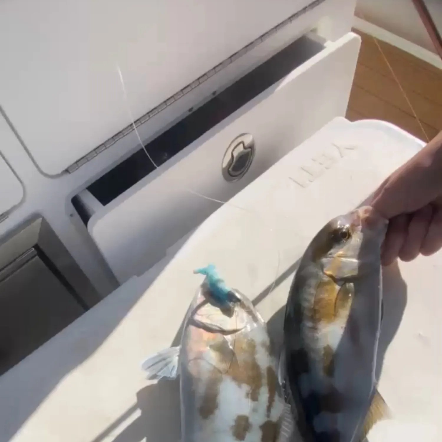 The most popular recent Samson fish catch on Fishbrain