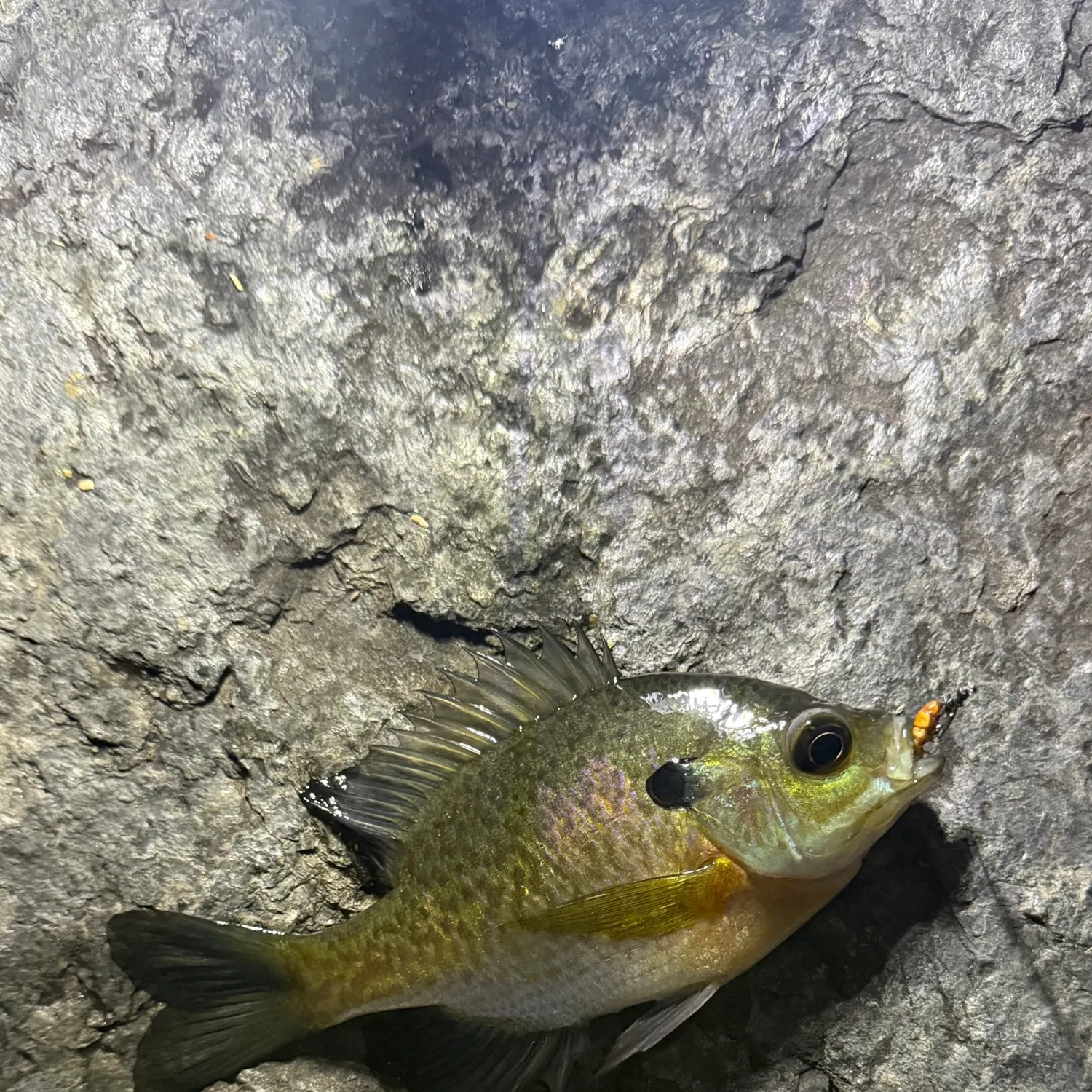 Bluegill caught on Fishbrain