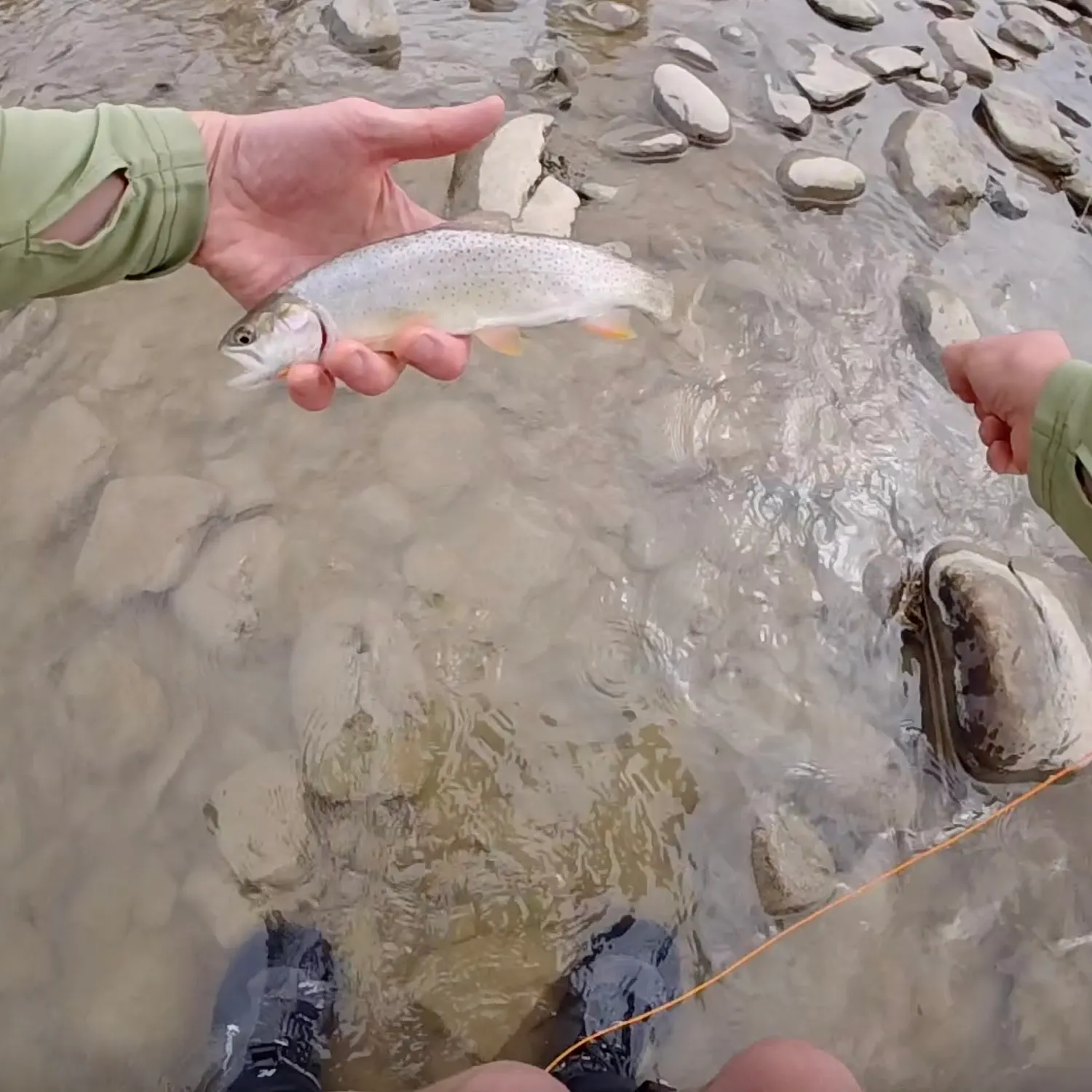 Snake River fine-spotted cutthroat trout caught on Fishbrain