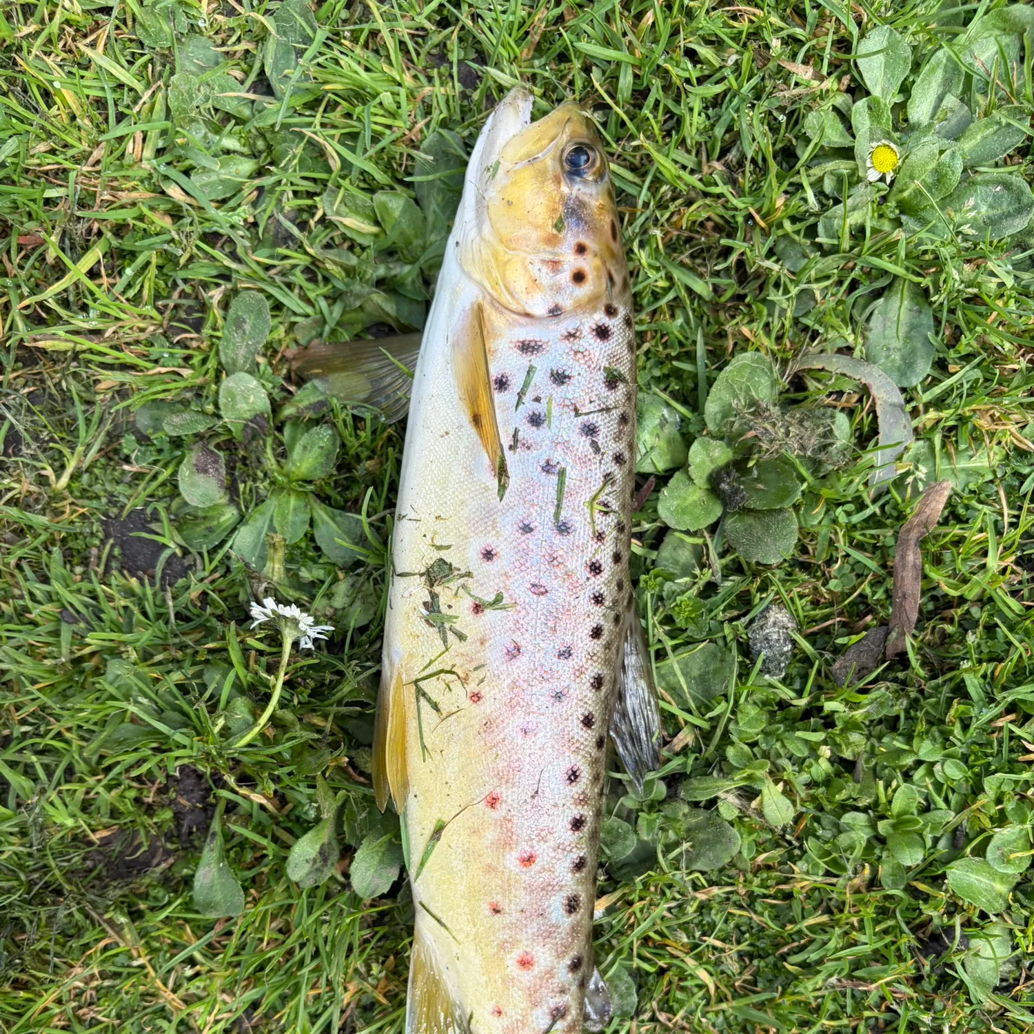 Brown trout caught on Fishbrain