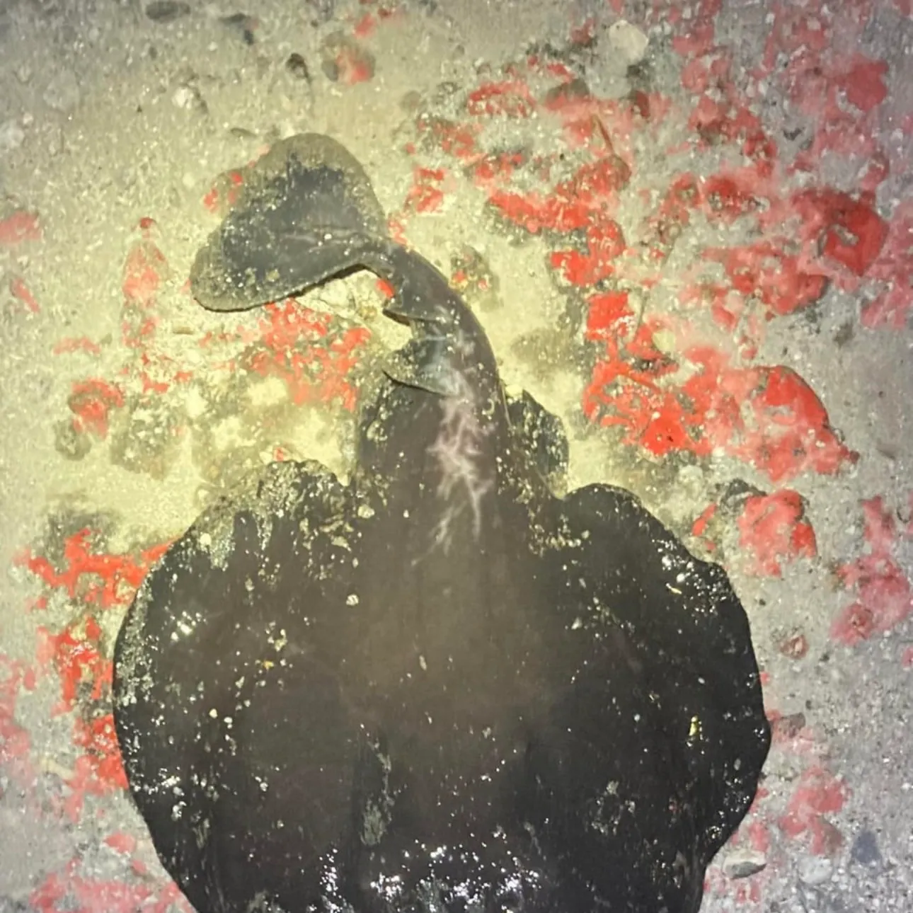 Pacific electric ray caught on Fishbrain