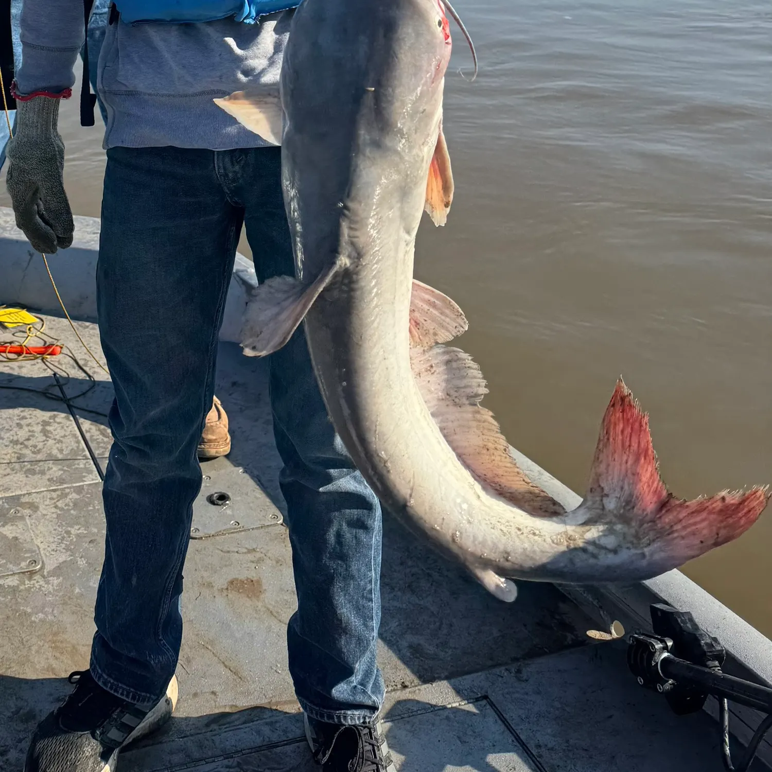 The most recent Redtail catfish catches on Fishbrain