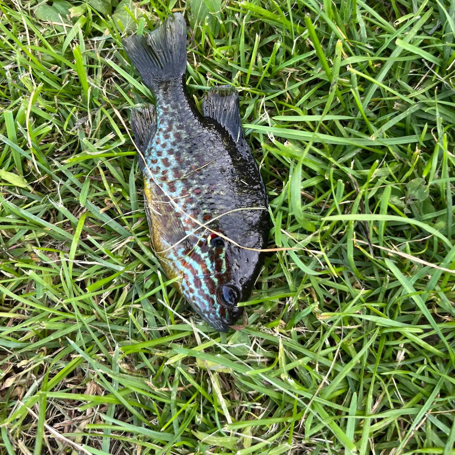 Pumpkinseed caught on Fishbrain