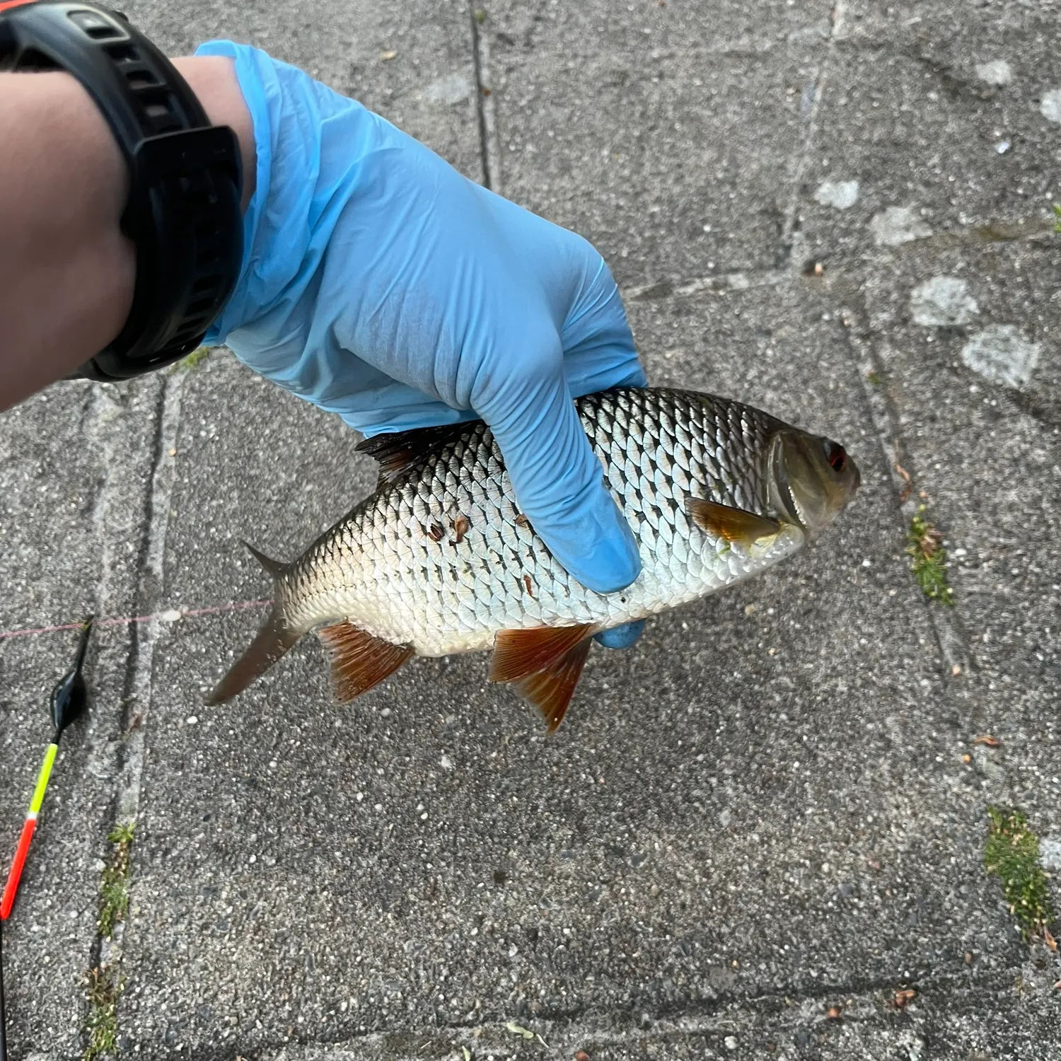 recently logged catches