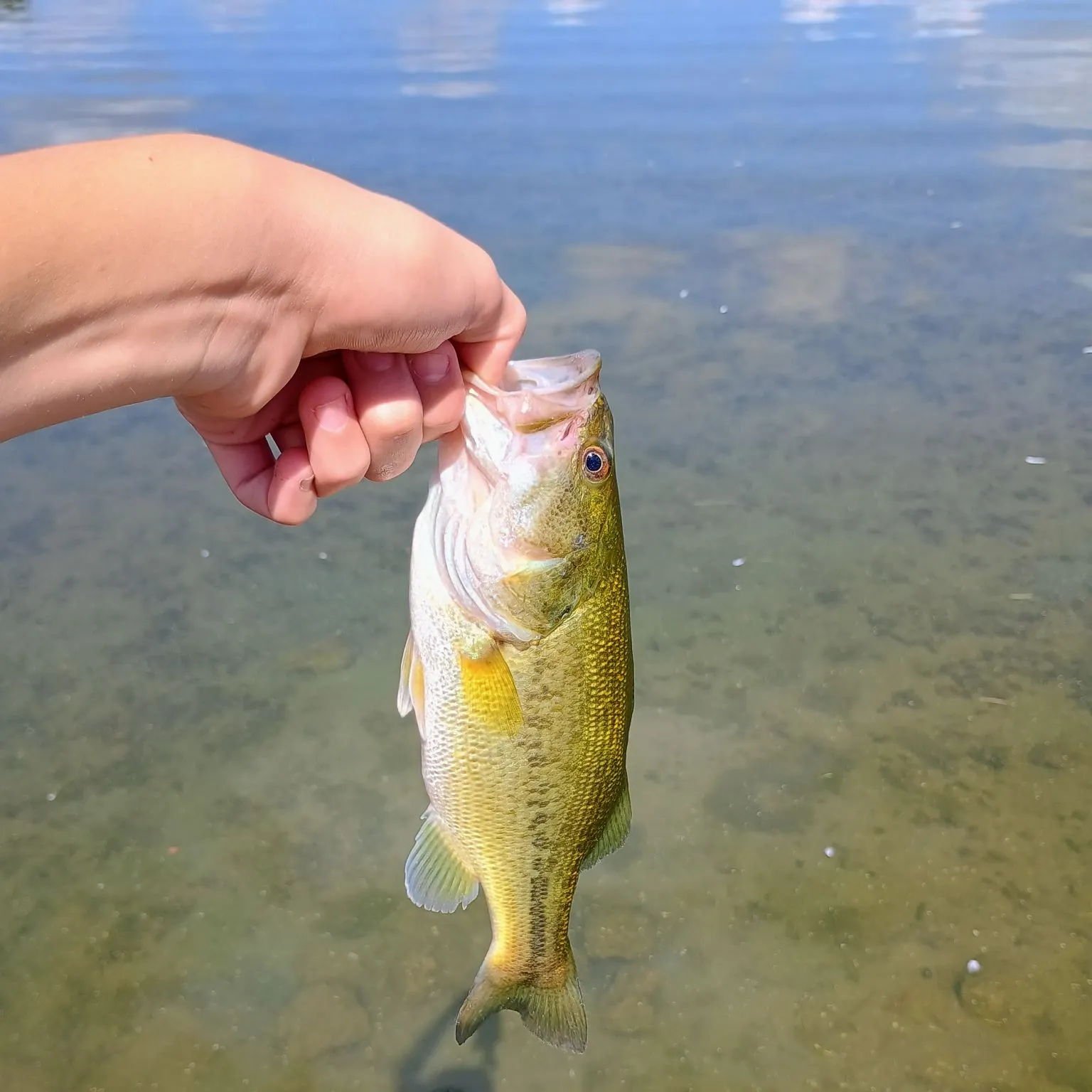 Smallmouth bass caught on Fishbrain