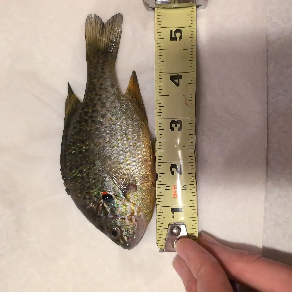 Pumpkinseed caught on Fishbrain
