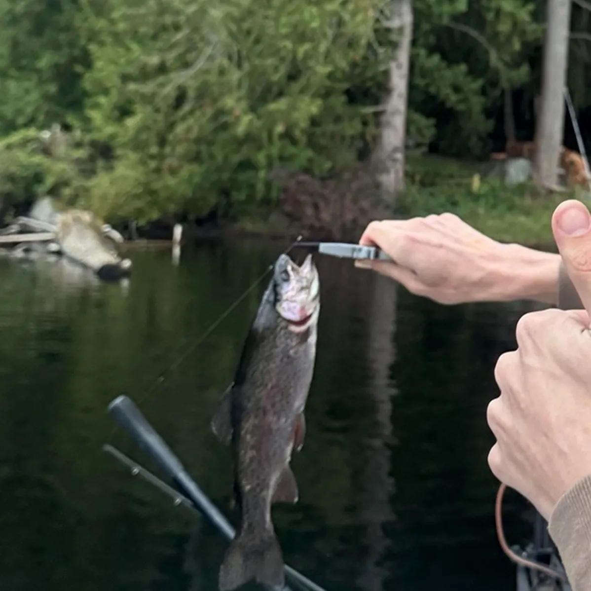 Rainbow trout caught on Fishbrain