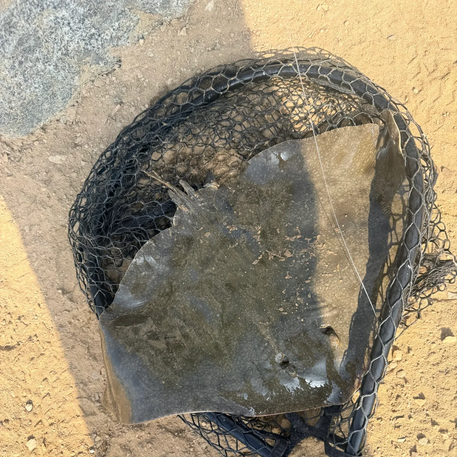 California butterfly ray caught on Fishbrain