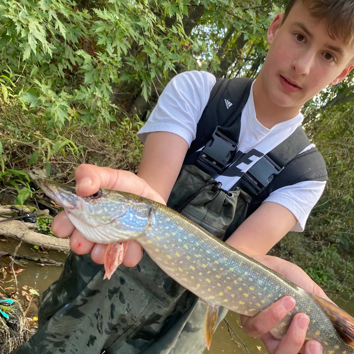 Northern pike caught on Fishbrain