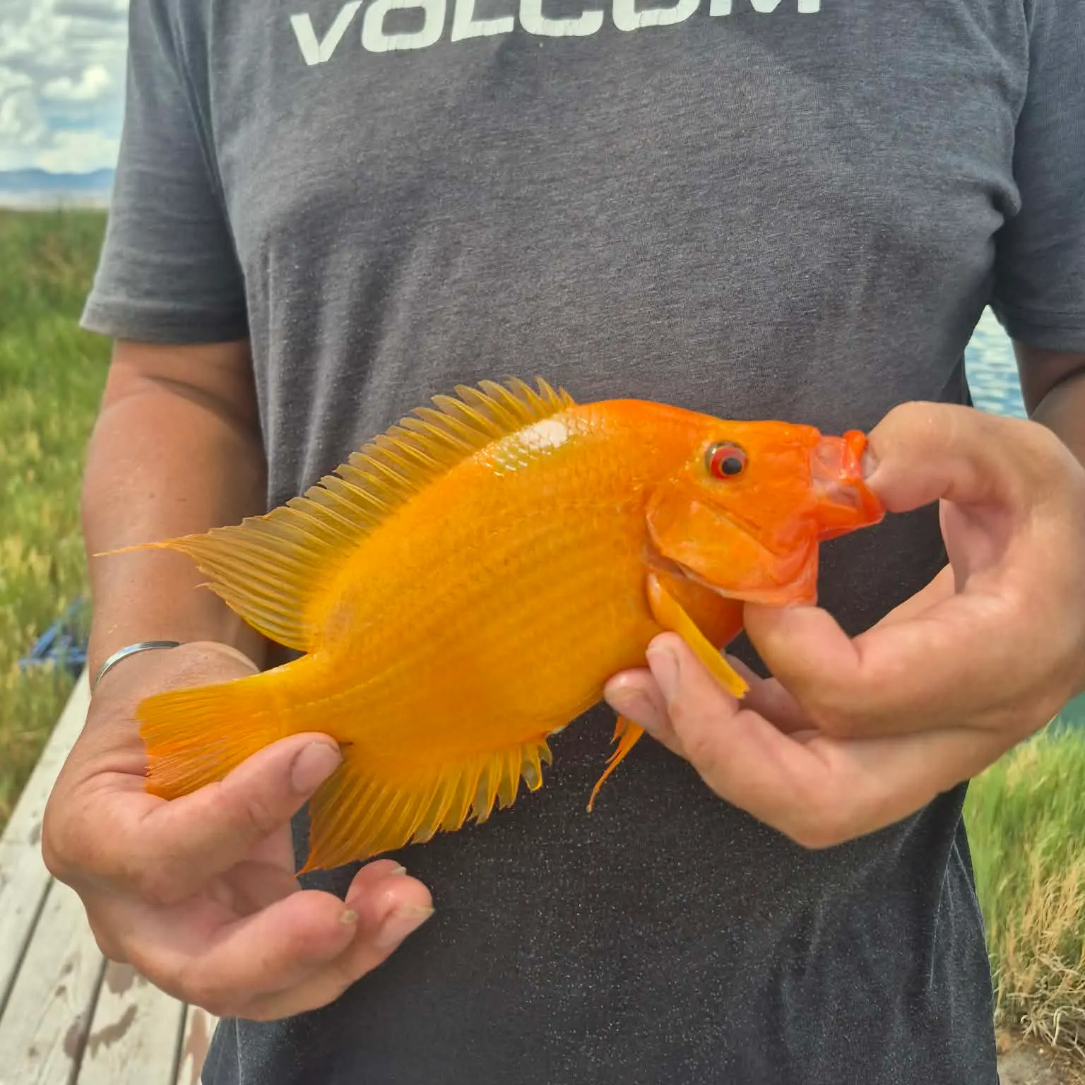 The most recent Red devil cichlid catches on Fishbrain