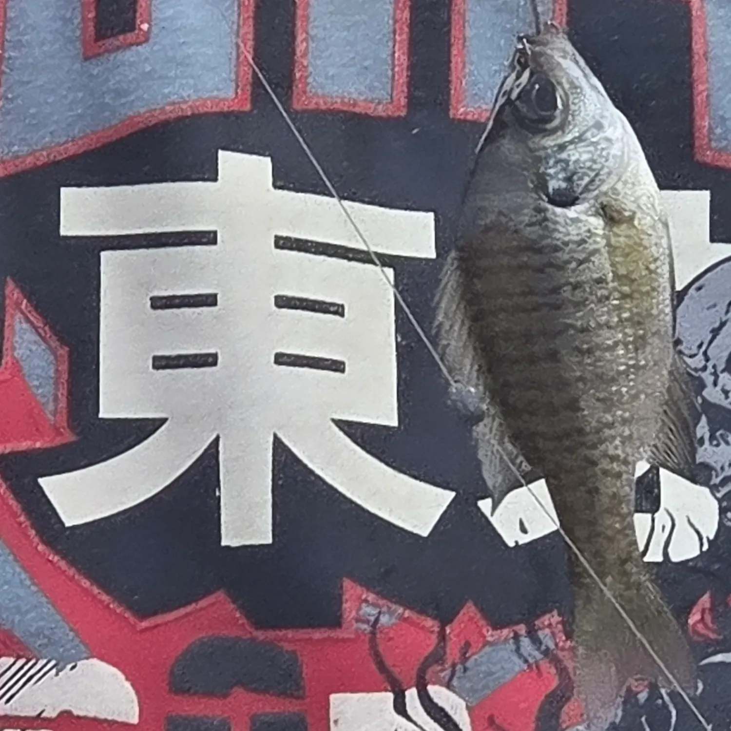 Fish caught on Fishbrain