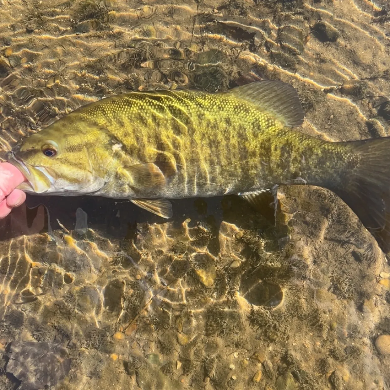 Smallmouth bass caught on Fishbrain