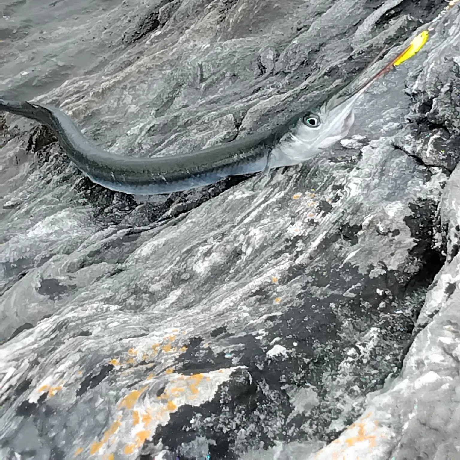 The most recent European garfish catches on Fishbrain