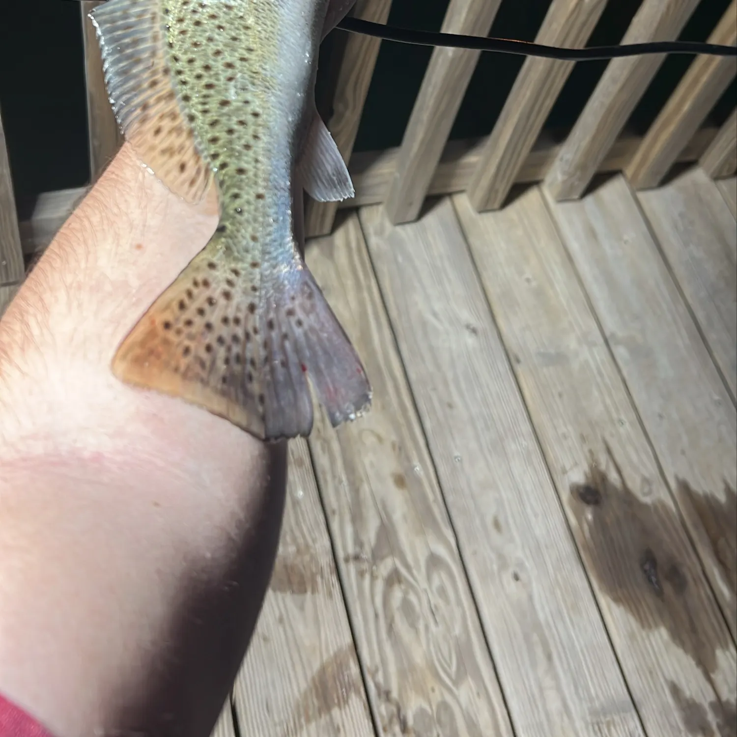 Spotted seatrout caught on Fishbrain
