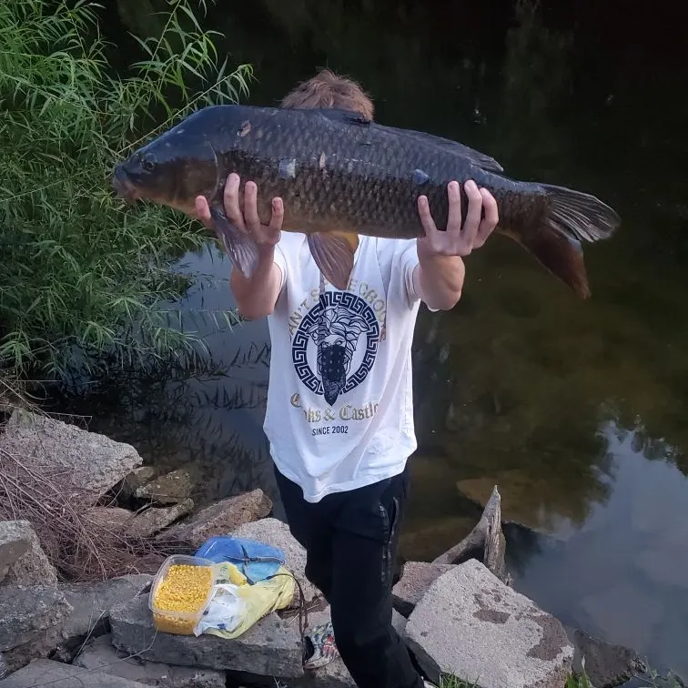 Common carp caught on Fishbrain