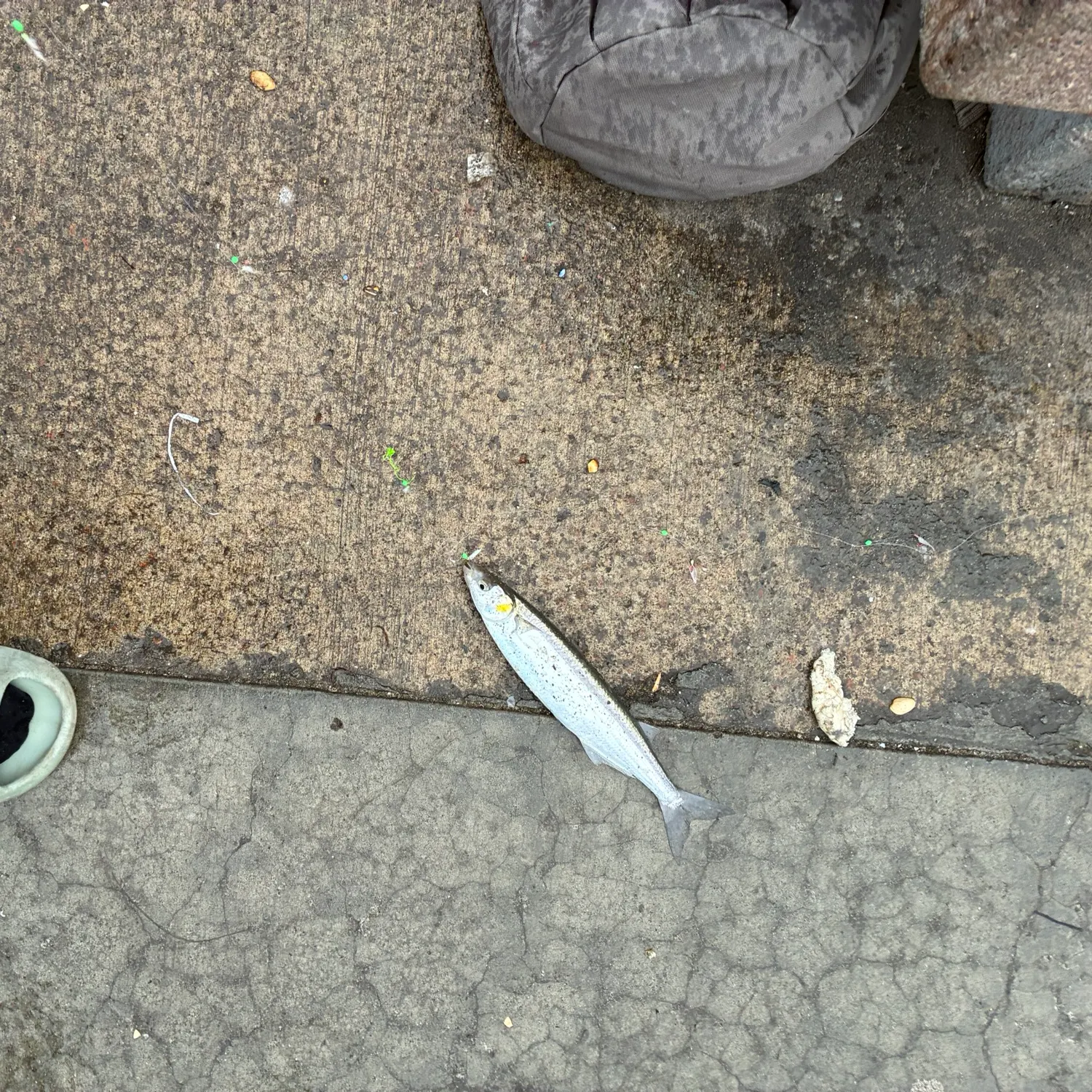 The most recent Surf smelt catches on Fishbrain