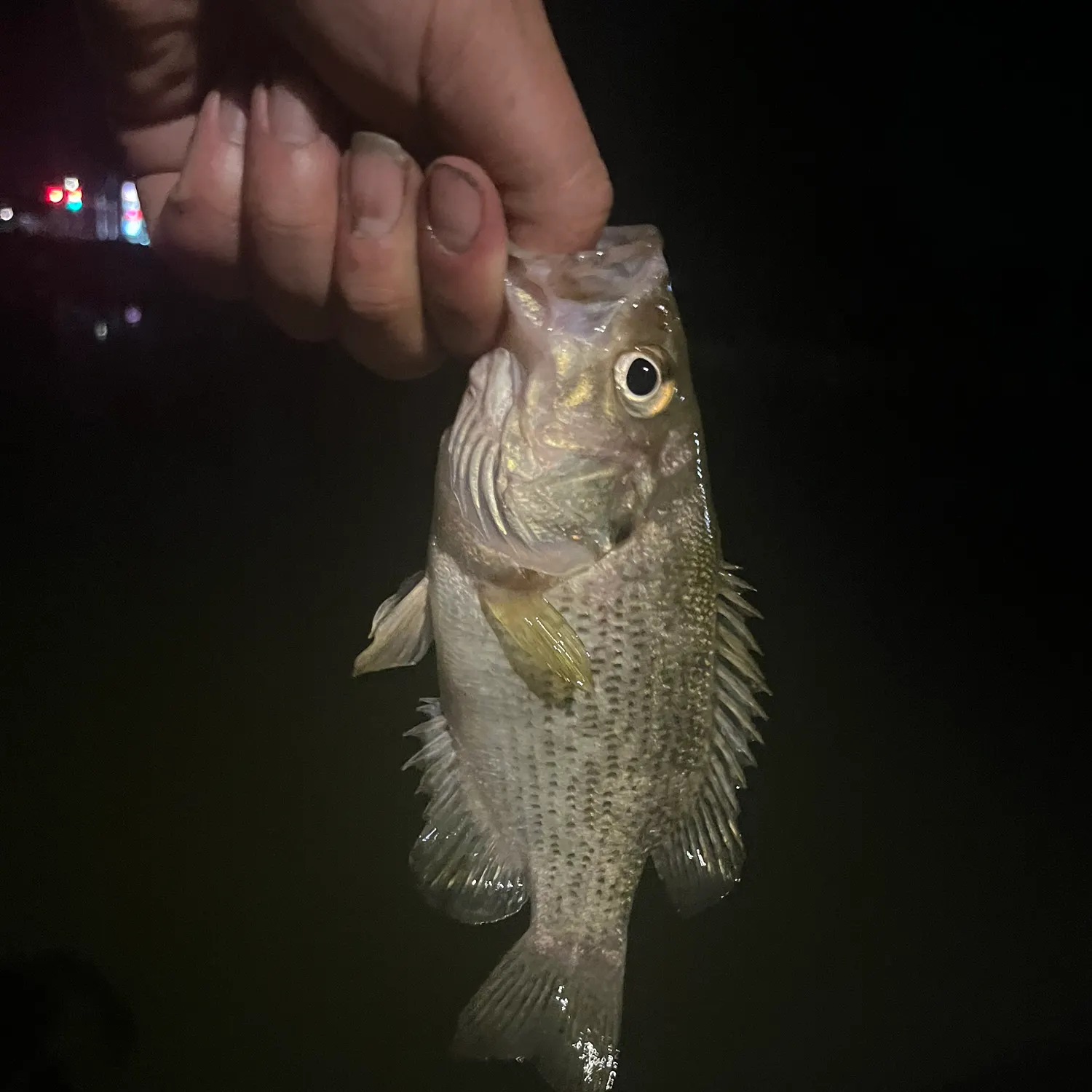 Rock bass caught on Fishbrain
