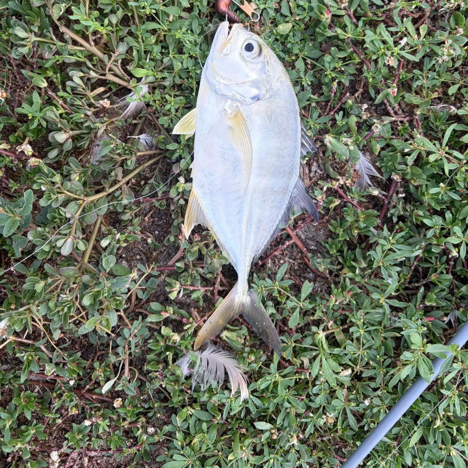 Crevalle jack caught on Fishbrain