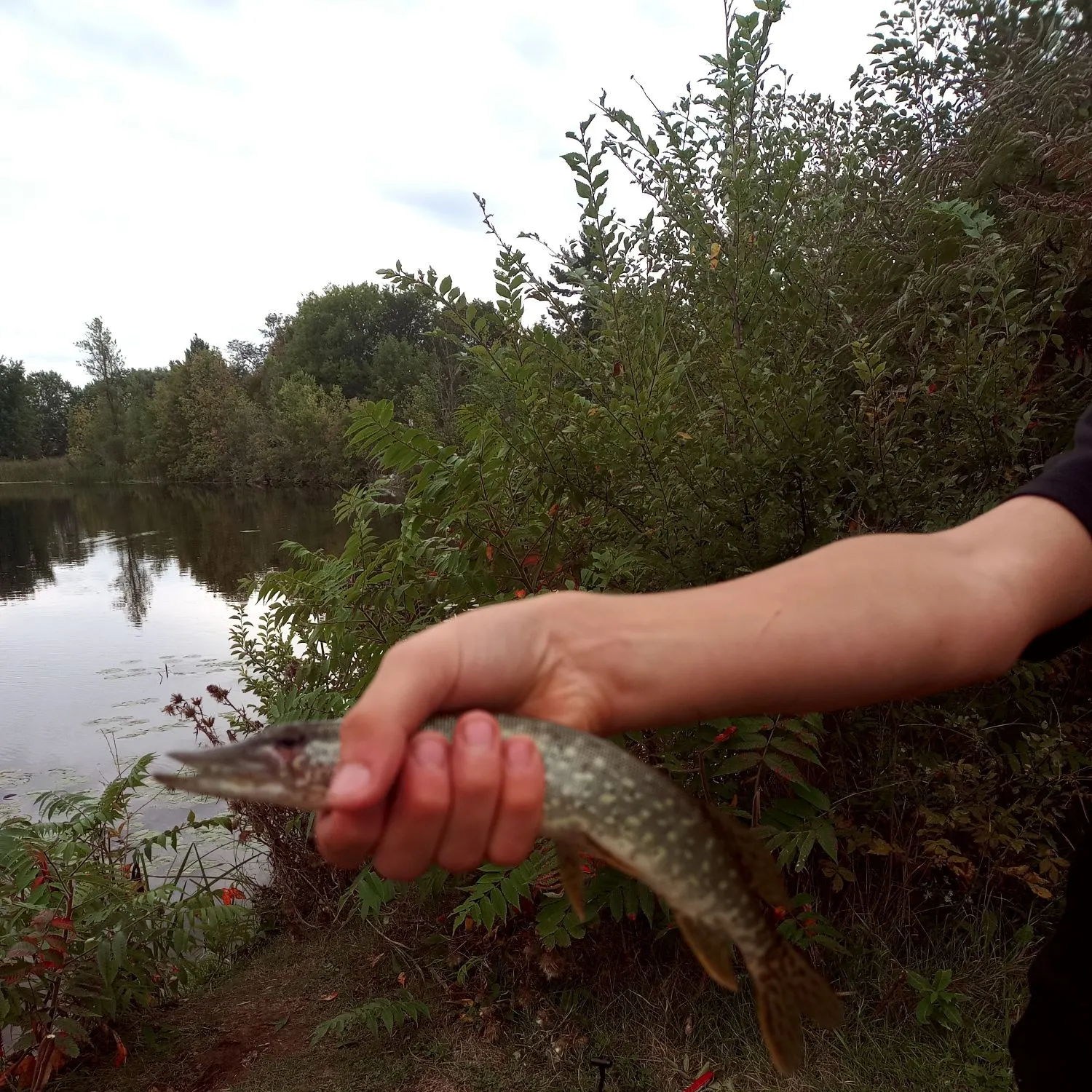 Northern pike caught on Fishbrain