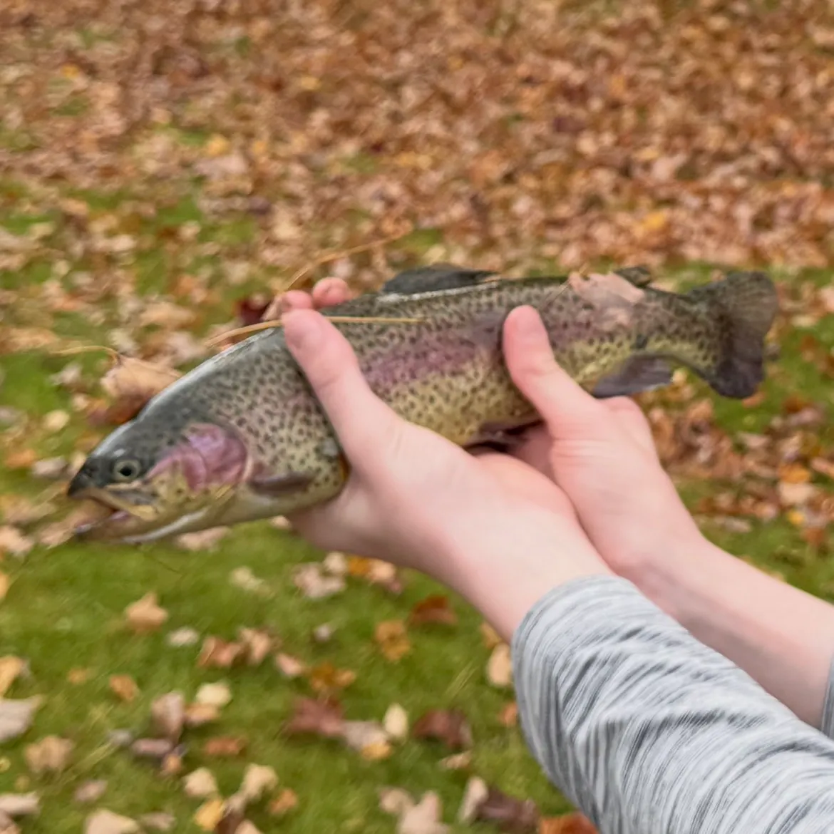 Rainbow trout caught on Fishbrain