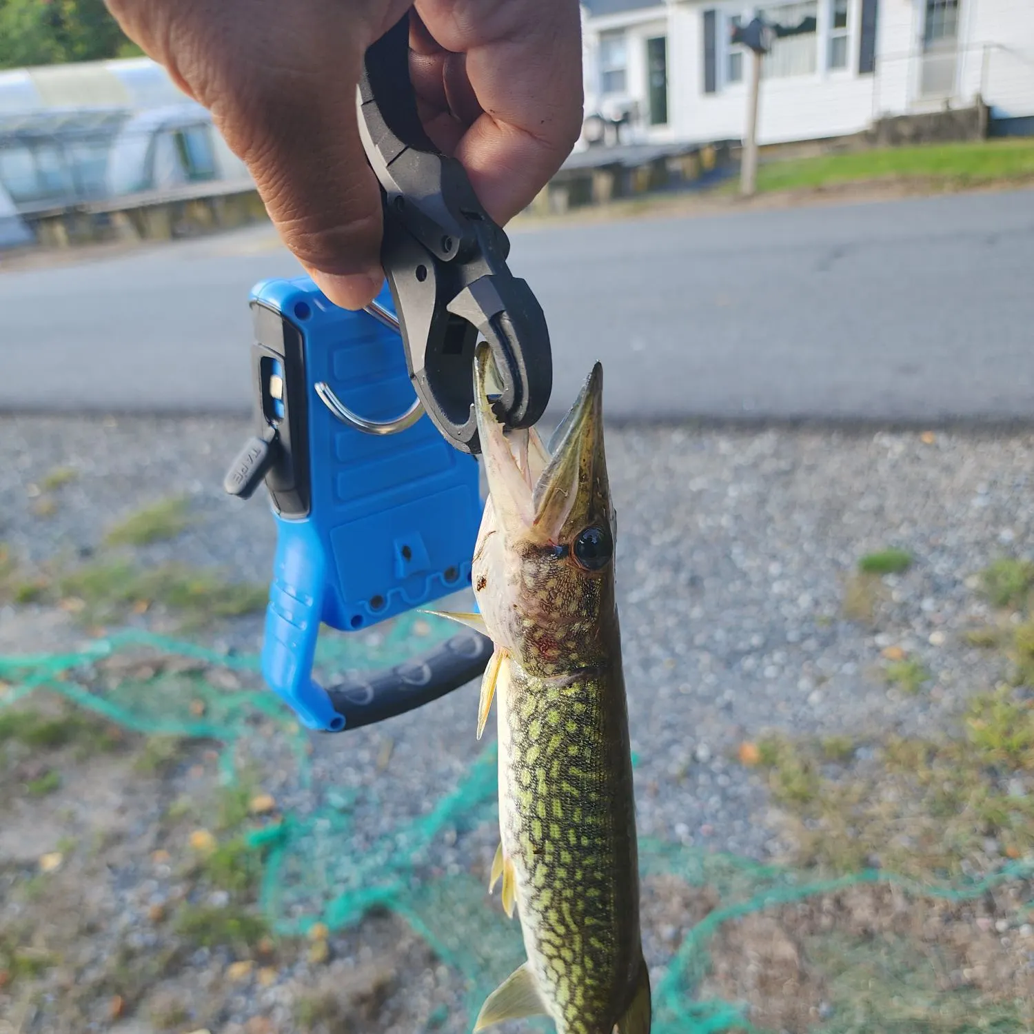 Chain pickerel caught on Fishbrain