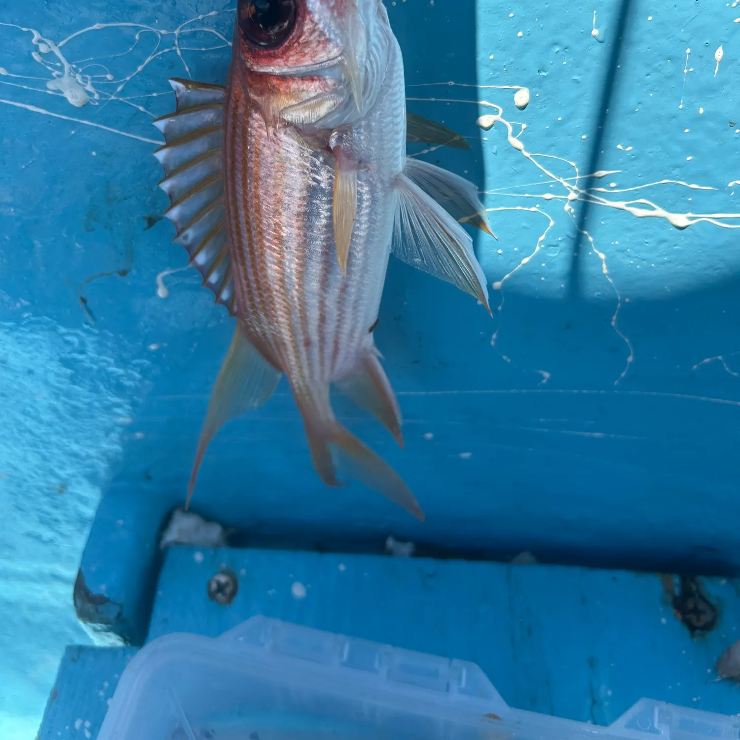 The most recent Common squirrelfish catches on Fishbrain