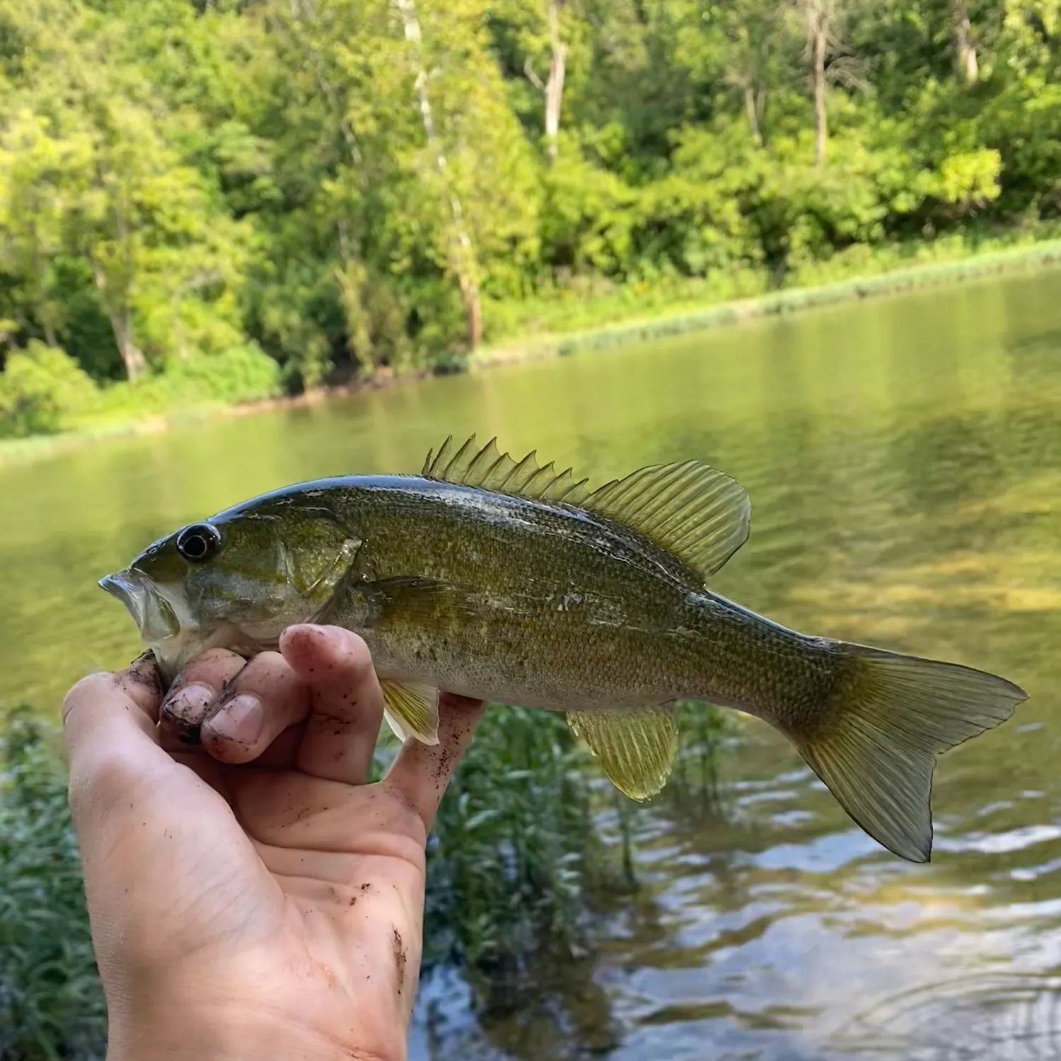 Smallmouth bass caught on Fishbrain