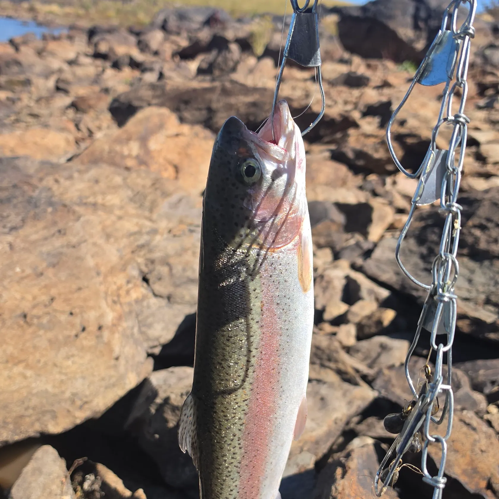 Rainbow trout caught on Fishbrain