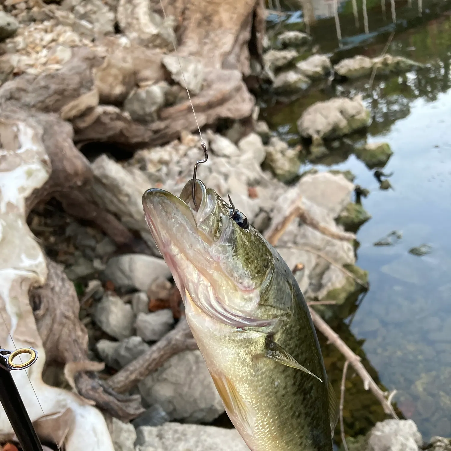 Largemouth bass caught on Fishbrain