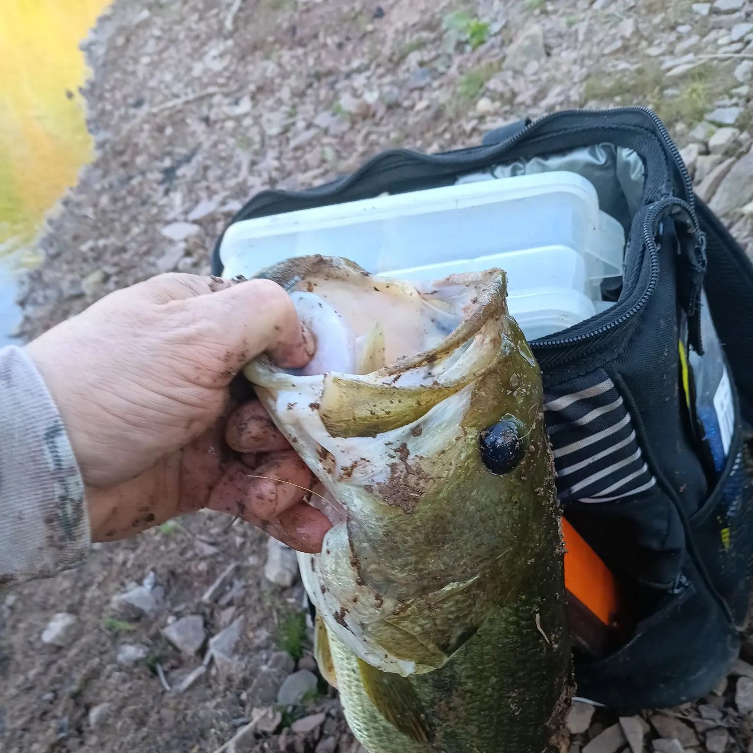 Largemouth bass caught on Fishbrain