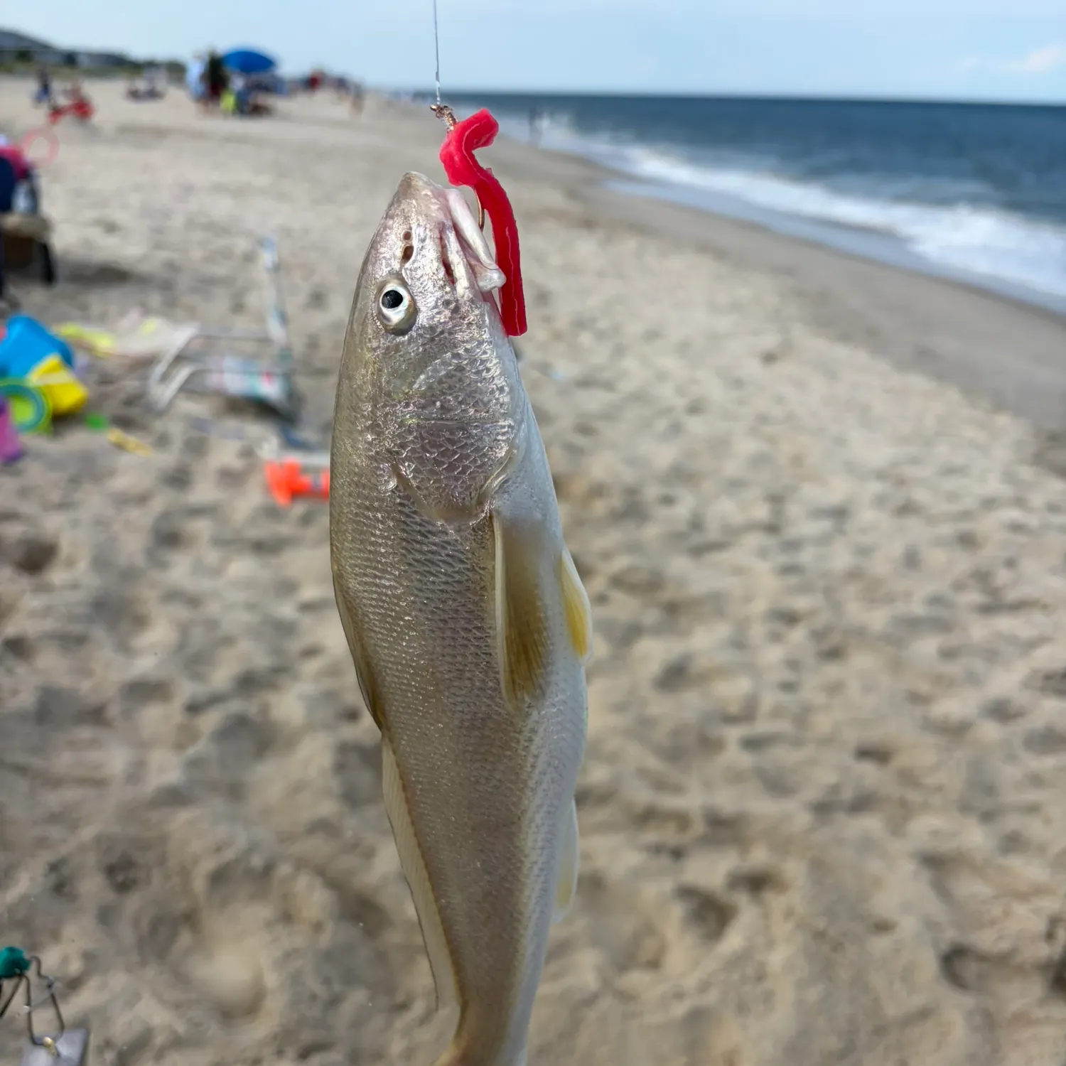 Southern kingcroaker caught on Fishbrain