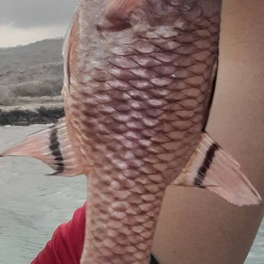 The most recent Iridescent cardinalfish catches on Fishbrain