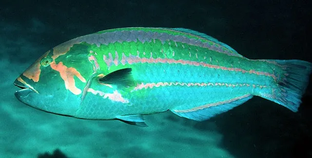 Surge wrasse