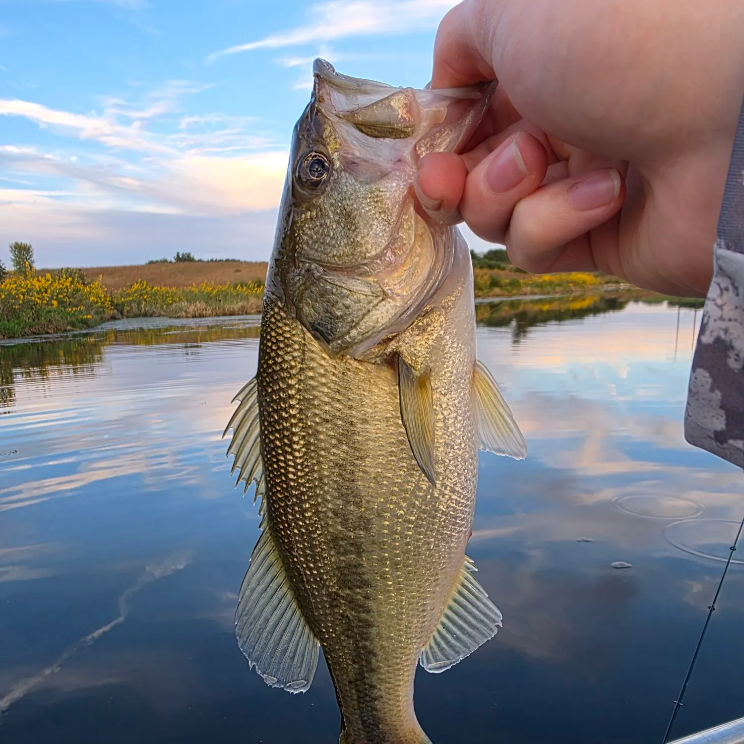 Largemouth bass caught on Fishbrain