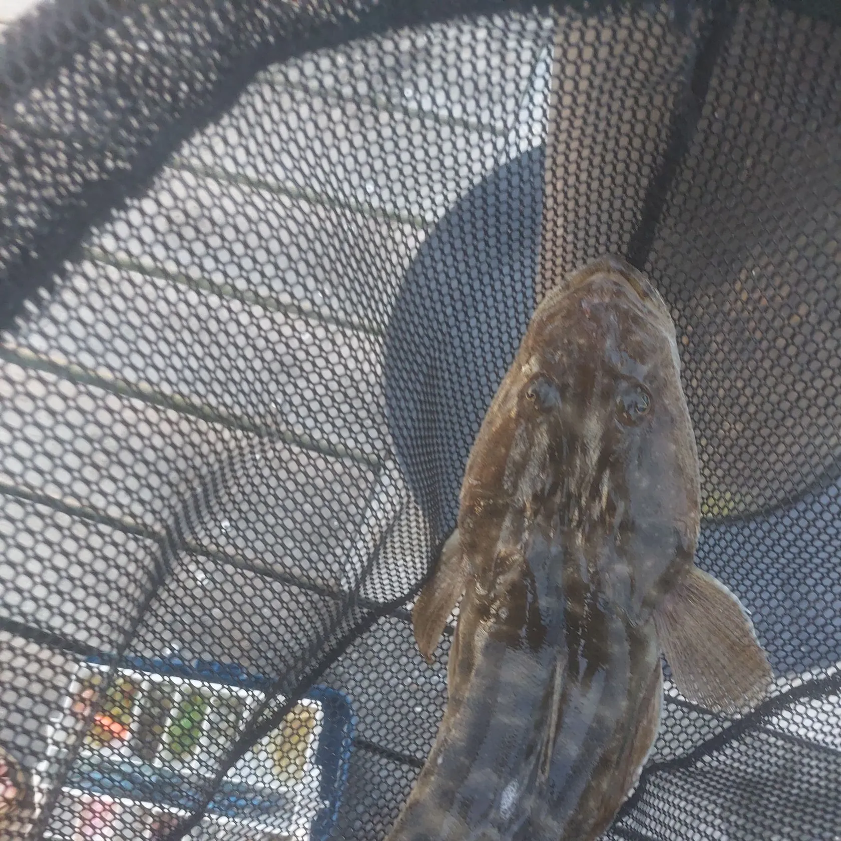 Dusky flathead caught on Fishbrain